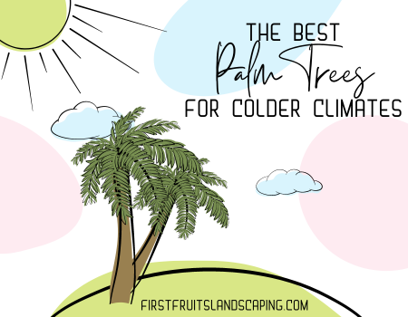 The Best Palm Trees for Colder Climates