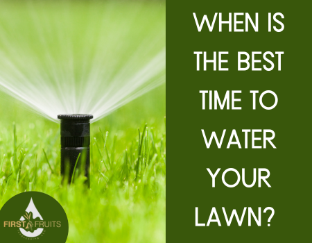 When is the Best Time to Water Your Lawn?