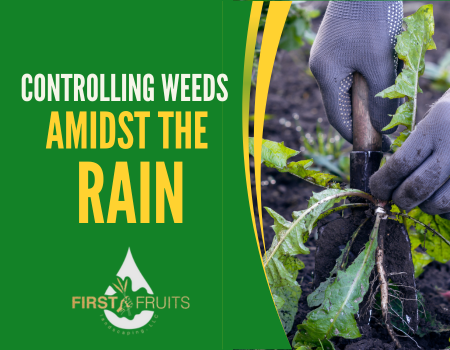 Controlling Weeds Amidst the Rain