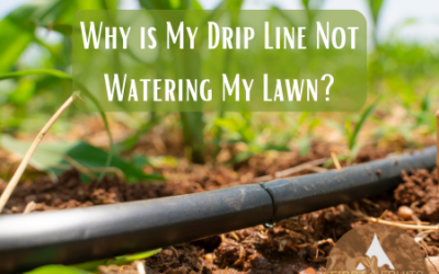 Why is My Drip Line Not Watering My Lawn?