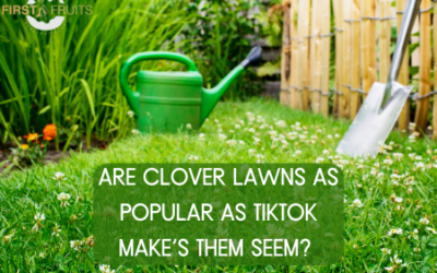 Are Clover Lawns as Popular as TikTok Make’s Them Seem?