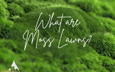 What are Moss Lawns?
