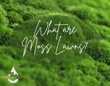 What are Moss Lawns?