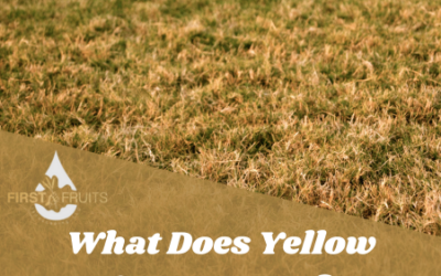 What Does Yellow Grass Mean?