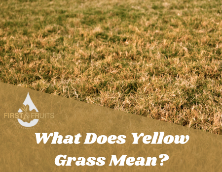 What Does Yellow Grass Mean?