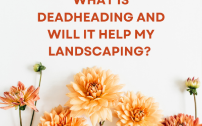 What is Deadheading and Will it Help my Landscaping?