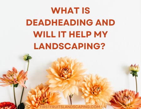 What is Deadheading and Will it Help my Landscaping?