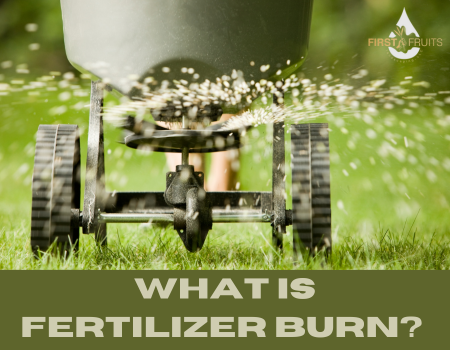 What is Fertilizer Burn?