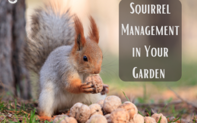 Squirrel Management in Your Garden