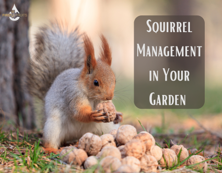 Squirrel Management in Your Garden