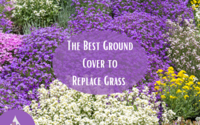 The Best Ground Cover to Replace Grass