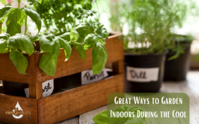 Great Ways to Garden Indoors During the Cool Winter Months