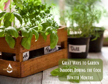 Great Ways to Garden Indoors During the Cool Winter Months