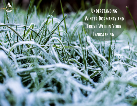 Understanding Winter Dormancy and Frost Within Your Landscaping