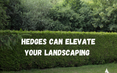 Hedges Can Elevate Your Landscaping