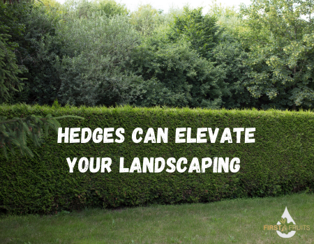 Hedges Can Elevate Your Landscaping