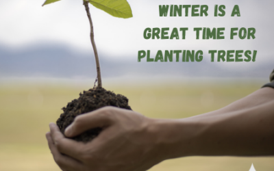 Winter is a Great Time for Planting Trees!