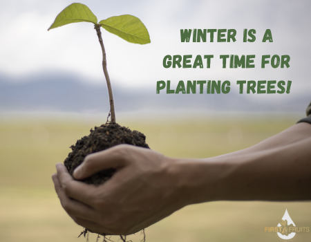 Winter is a Great Time for Planting Trees!