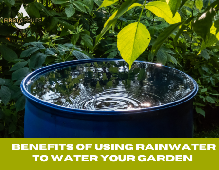 Benefits of Using Rainwater to Water Your Garden