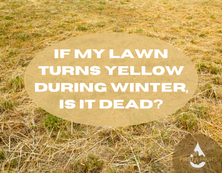 If My Lawn Turns Yellow During Winter, Is It Dead?