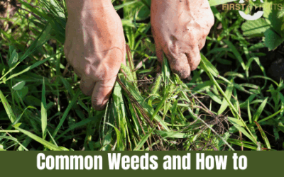 Common Weeds and How to Get Rid of Them