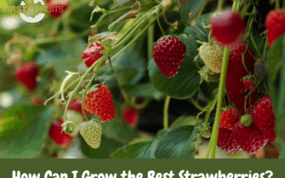 How Can I Grow the Best Strawberries?