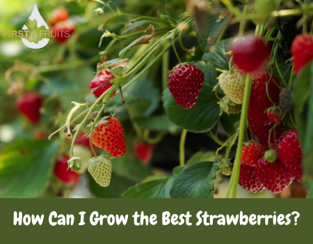 How Can I Grow the Best Strawberries?