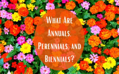 What Are Annuals, Perennials, and Biennials?