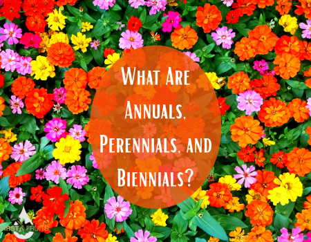 What Are Annuals, Perennials, and Biennials?