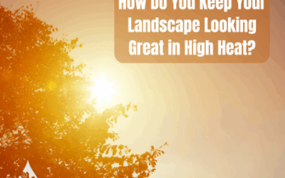 How Do You Keep Your Landscape Looking Great in High Heat?