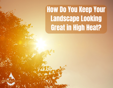 How Do You Keep Your Landscape Looking Great in High Heat?