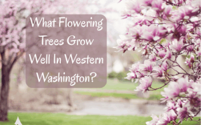 What Flowering Trees Grow Well In Western Washington?