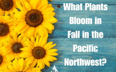 What Plants Bloom in Fall?