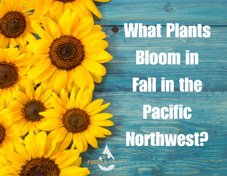 What Plants Bloom in Fall?