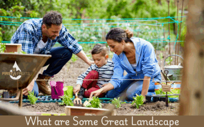 What are Some Great Landscape Design Plans to Grow with a Family?