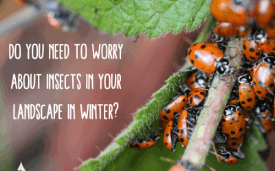 Do You Need to Worry About Insects in Your Landscape in Winter?
