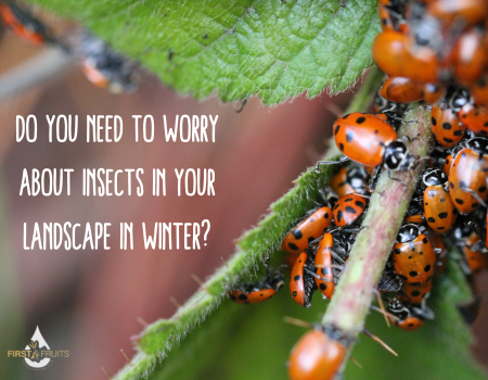 Do You Need to Worry About Insects in Your Landscape in Winter?